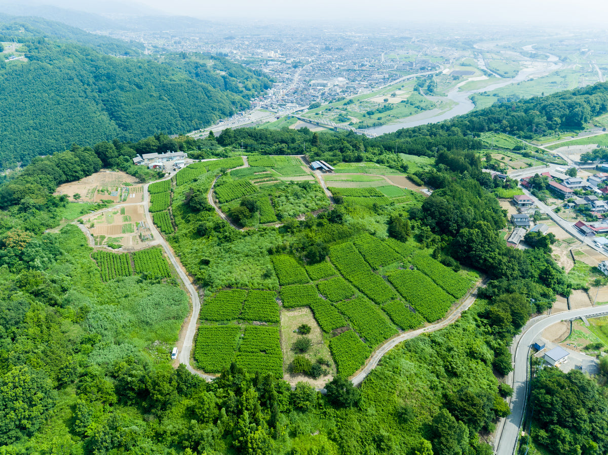 Mulberry leaf farm in Yamanashi Japan where Kuwa Matcha is grown
