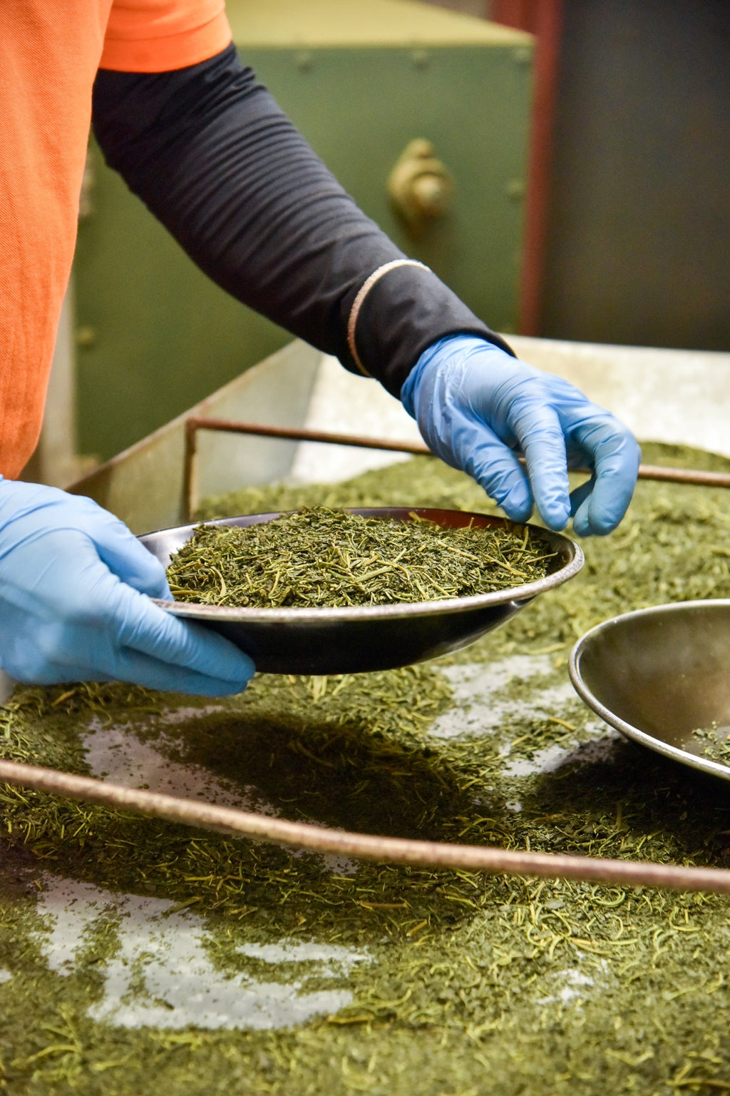 Japanese mulberry leaves being processed for Kuwa Matcha powder