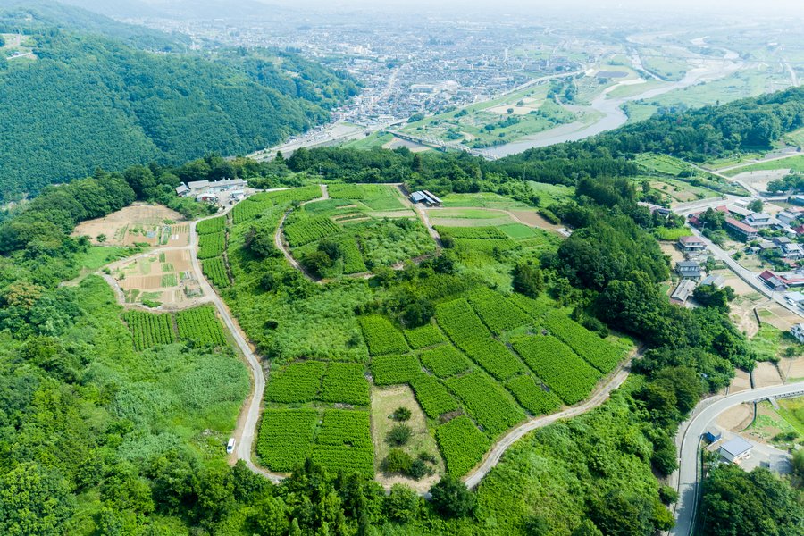 Mulberry farm — Yamanashi, Japan
